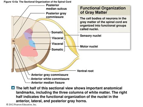 13 The Spinal Cord Spinal Nerves And Spinal Reflexes Ppt Download