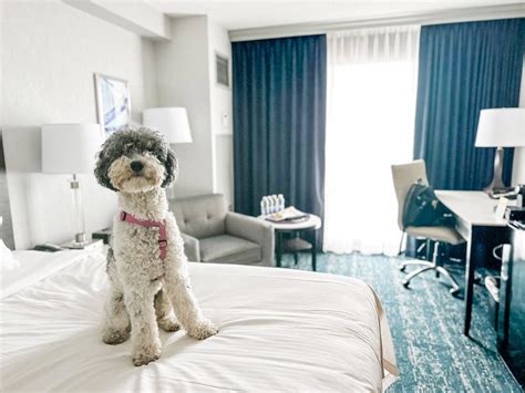 A Toronto pet-friendly hotel + things to do! | Mommy Gearest