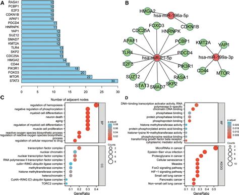 Frontiers Identification Of Mirnas In Extracellular Vesicles As