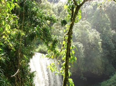 Sacred Land Film Project » Sheka Forest