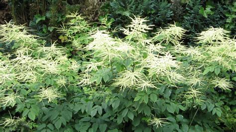 Aruncus Dioicus Goats Beard A Versatile Plant For Gardens And