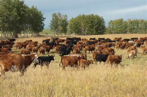 Greenhouse Gas Emissions Beef Production Industry Stories Alberta