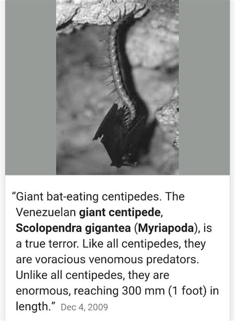 Giant Bat Eating Centipedes The Venezuelan Giant Centipede