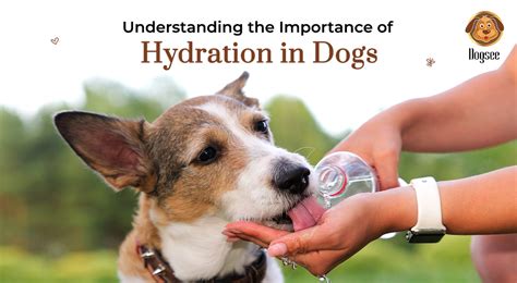 Understanding The Importance Of Hydration In Dogs Dogsee