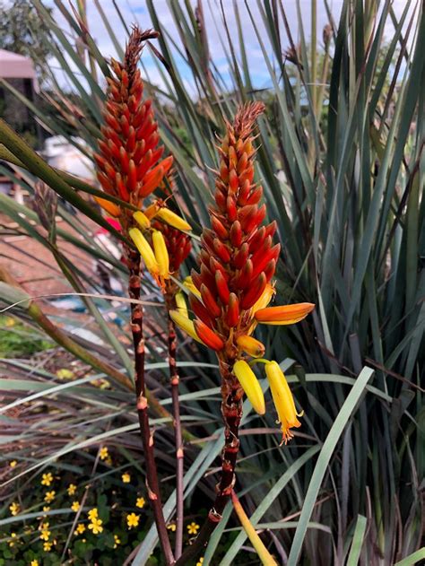 How To Grow And Care For Aloe Vera In Containers Artofit