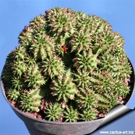 Euphorbia Susannae