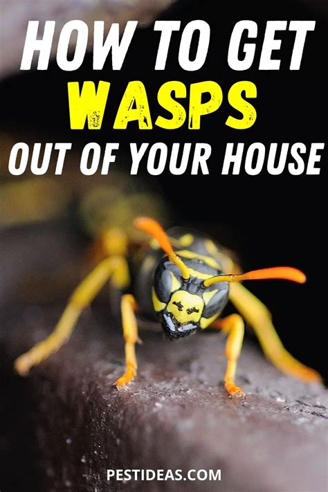 Get Rid Of Wasps In House Pest Ideas