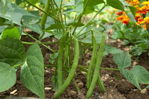 Grow French Beans With Children Rhs Gardening