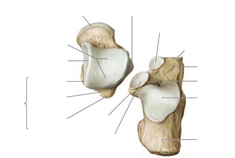 Talus And Calcaneus Dorsal View Diagram Quizlet