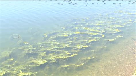 Toxic Algae Prompts Warnings At White Sandy Beach Near Helena