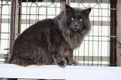 Lechattecoon Criadero De Gatos Maine Coon Marusha Y Poison Pap S En Abril