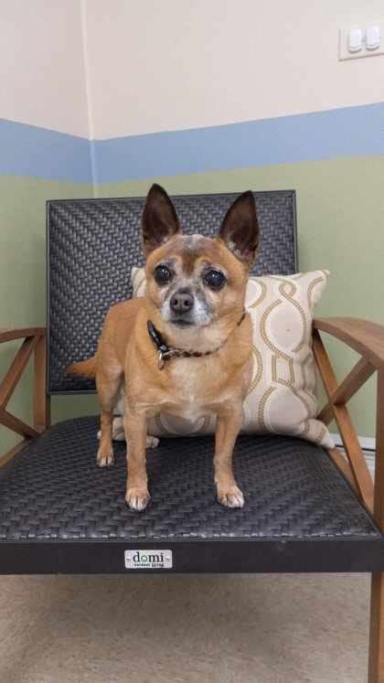 Huntingdon Pa Chihuahuamixed Breed Medium Meet Chippy A Pet For