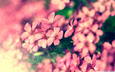 tiny pink flowers-beautiful flowers Desktop Wallpaper-1680x1050 ...