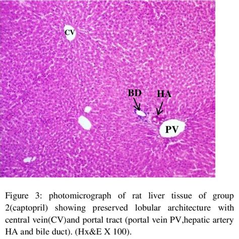 A Photomicrograph Of Rat Liver Tissue Of Control Group Showing Normal Download Scientific