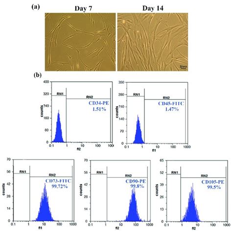 Characterization Of Uc Mscs A Fibroblast Shaped Morphology Of Mscs Download Scientific