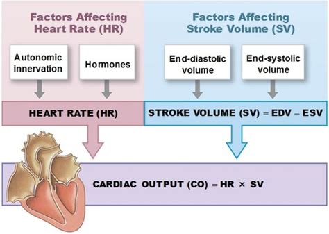 Pme Cardiac Flashcards Quizlet