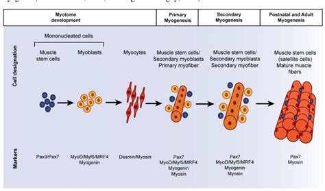 Figure 1 from Studying laminins in skeletal muscle development ...