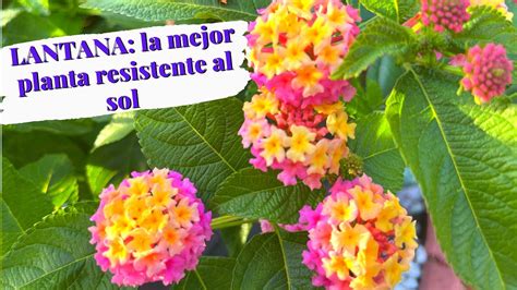 LANTANA La Mejor Planta Resistente Al Sol Como Cuidar La LANTANA