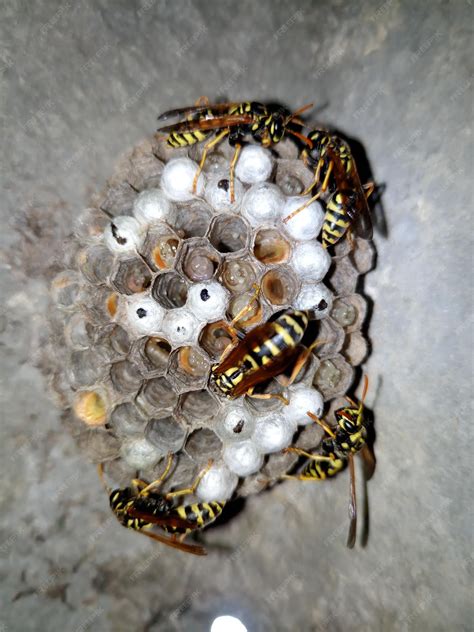 Premium Photo | Wasp species polished on nest Wasp nest