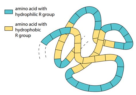 Protein And Peptides An Inevitable Source Of Nutrition Part 2 Plantlet