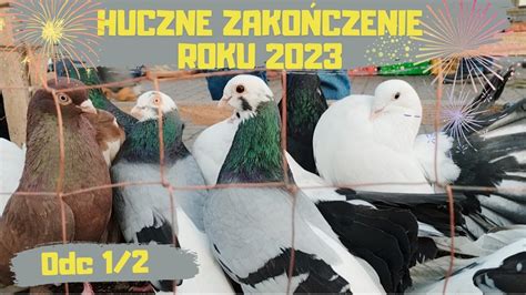 Giełda Zwierząt Lublin 30 12 2023 Gołębie Zamojskie Szariki Bociany