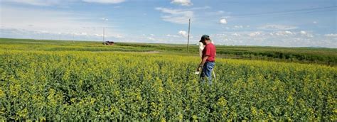 Insects Canola Encyclopedia