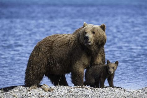 Conhe A O Urso Pardo O Urso Mais Amplamente Distribu Do No Mundo