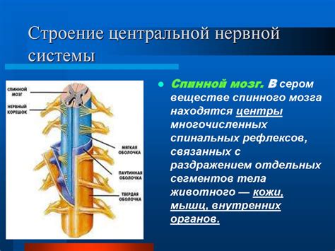 Анатомия центральной нервной системы - презентация онлайн