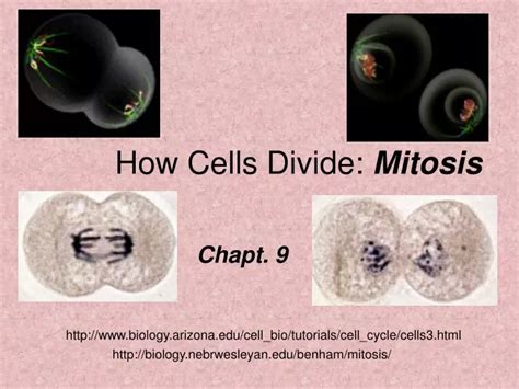 Ppt How Cells Divide Mitosis Powerpoint Presentation Free Download