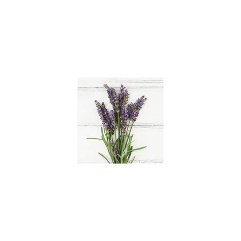 Bio Lavendel Lavandula Angustifolia Echter Lavendel