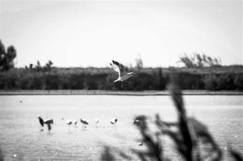 Premium Photo Seagulls Flying In The Sky