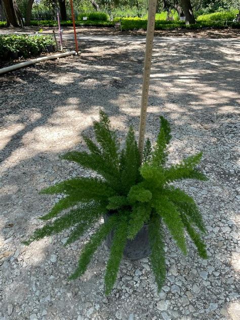 Asparagus Densiflorus Meyerii Fern Foxtail From Mortellaros