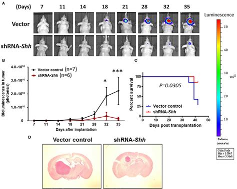 Effects Of Amiodarone On The Cell Viability And Tumor Spheroid