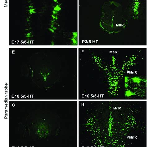 Normal Organization Of Serotonergic Neurons In The Brainstem Of Wild Download Scientific