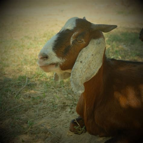 October 3 2018 Goat Of The Day