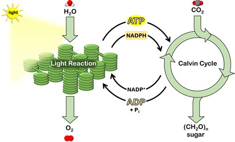 What Is The Difference Between Photochemical And Thermal Reaction