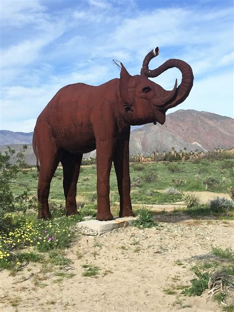 Life is a Highway: Amazing Wildflowers in Anza-Borrego Desert State Park