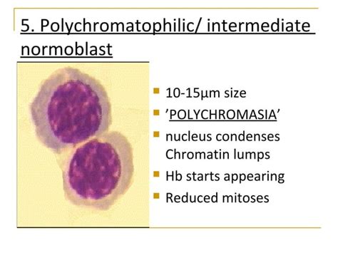 Erythropoiesis Ppt