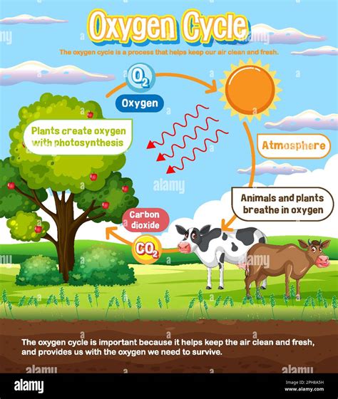 Oxygen Cycle Diagram for Science Education illustration Stock Vector ...