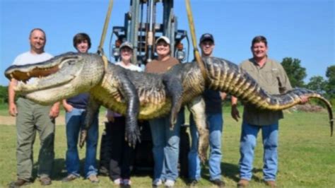 Video Record Breaking Alligator Hunting Season ABC News