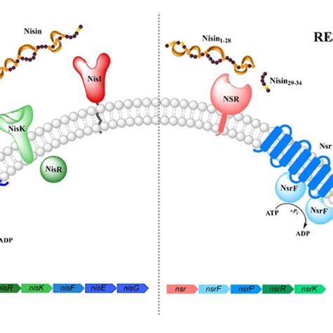 Schematic Representation Of The Nisin Auto Immunity And Resistance Download Scientific