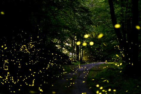 How To Watch Synchronous Fireflies in the Smoky Mountains