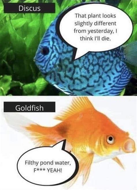 Aquarium Memes (34 pics)