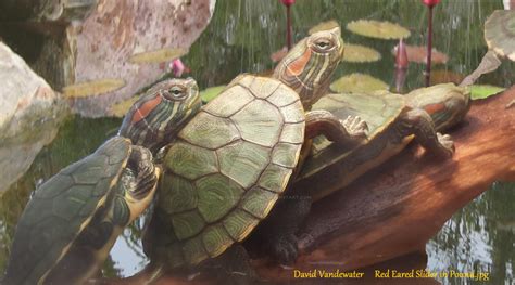 David Vandewater Red Eared Slider In Pound By Scorpiongamedesign On