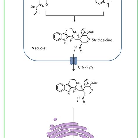 Localization Of The Mia Pathway In C Roseus Download Scientific Diagram