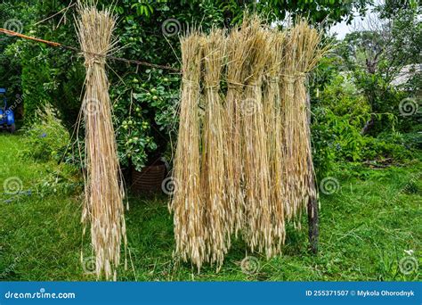 Dry Wheat Seeds Hung In Front Of The House Stock Image Image Of Grain