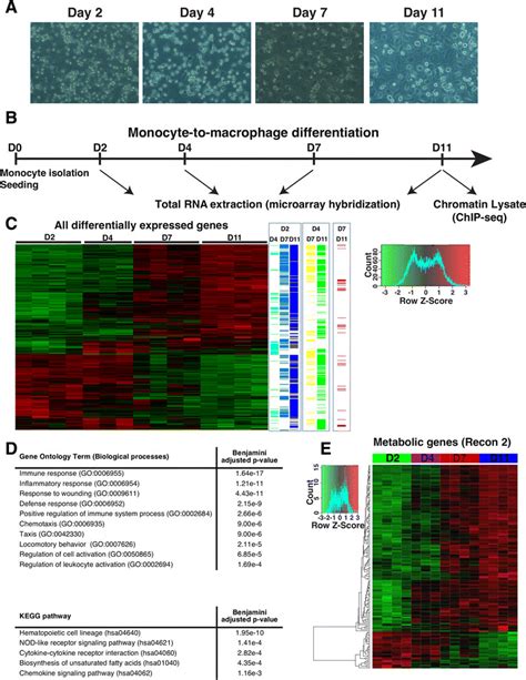 Transcriptomic Profiling Of Primary Human Monocyte To Macrophage