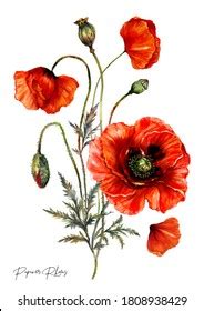 Watercolor Drawing Red Poppy Flowers Isolated Stock Illustration