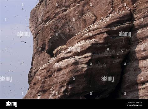 Northern Gannet Sula Bassana Morus Bassanus Bird Rock Canada