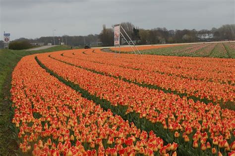 Tulipes Sur Le Terrain Cultiver Photo Gratuite Sur Pixabay Pixabay